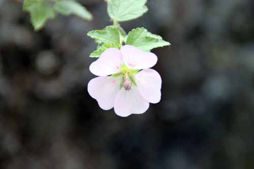 �X�p�G�����P�A�A�炭�₱�̉Ԋ�