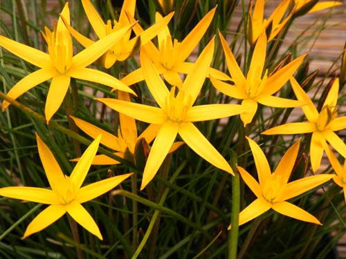 �X�s���N�Z�i�E�J�i���N���^�A�炭�₱�̉Ԋ�