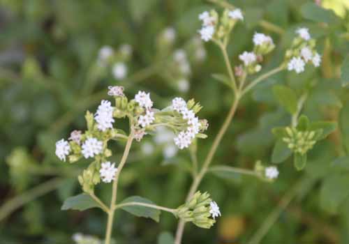 �X�e�r�A�A�炭�₱�̉Ԋ�