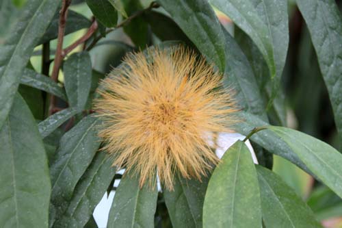 �X�e�B�t�B�e�B�A�E�N���T���^�A�炭�₱�̉Ԋ�