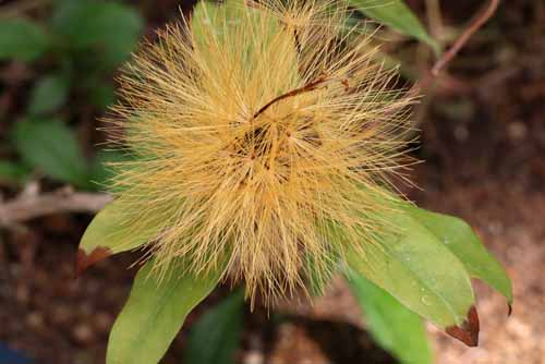 �X�e�B�t�B�e�B�A�E�N���T���^�A�炭�₱�̉Ԋ�