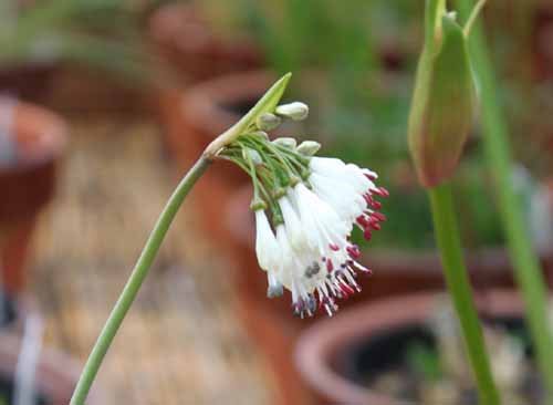 �X�e���}���A�E�g�����J�A�炭�₱�̉Ԋ�