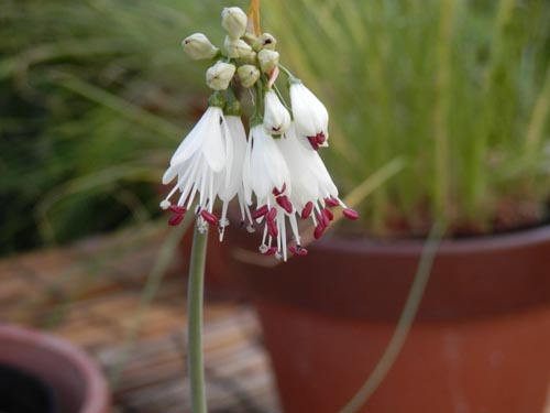 �X�e���}���A�E�g�����J�A�炭�₱�̉Ԋ�