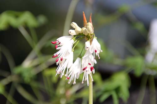 �X�e���}���A�E�g�����J�A�炭�₱�̉Ԋ�