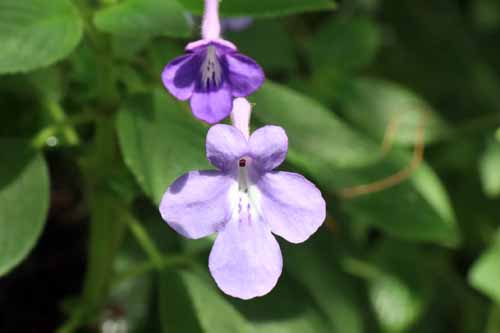 �X�g���v�g�J�[�p�X�A�炭�₱�̉Ԋ�