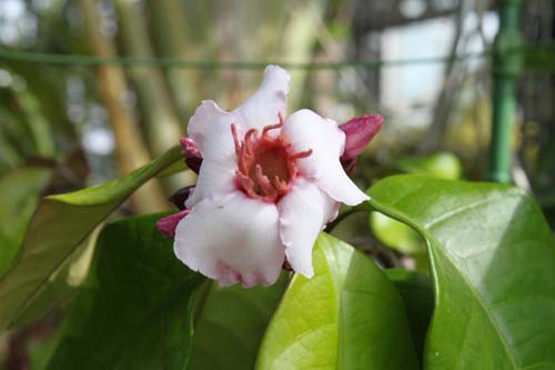 �X�g���t�@���c�X�@�O���c�X�A�炭�₱�̉Ԋ�