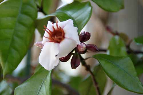 �X�g���t�@���c�X�@�O���c�X�A�炭�₱�̉Ԋ�