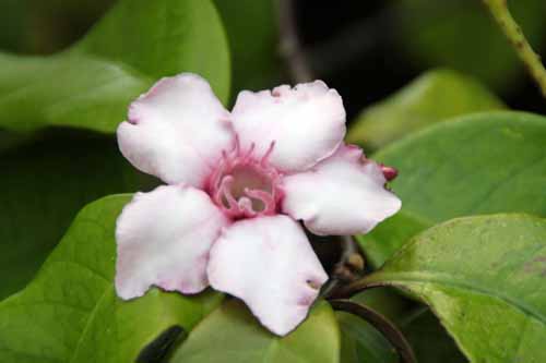 �X�g���t�@���c�X�@�O���c�X�A�炭�₱�̉Ԋ�