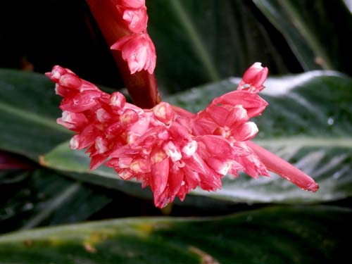 �X�g���}���e�A�炭�₱�̉Ԋ�