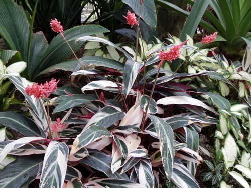 �X�g���}���e�A�炭�₱�̉Ԋ�