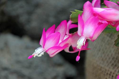 �V���R�o�T�{�e���A�炭�₱�̉Ԋ�