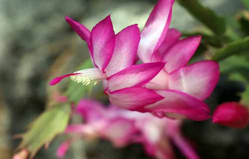 �V���R�o�T�{�e���A�炭�₱�̉Ԋ�