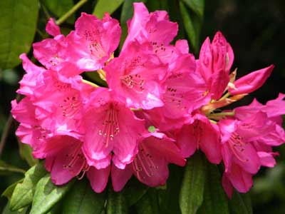 �V���N�i�Q