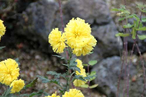 �H�p�e�A�炭�₱�̉Ԋ�