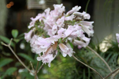 �^�x�u�C�A�E�C���y�e�B�M�m�T�A�炭�₱�̉Ԋ�