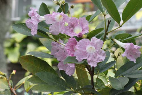 �^�x�u�C�A�E���Z�A�A�炭�₱�̉Ԋ�