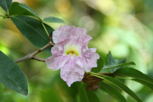 �^�x�u�C�A�E���Z�A�A�炭�₱�̉Ԋ�