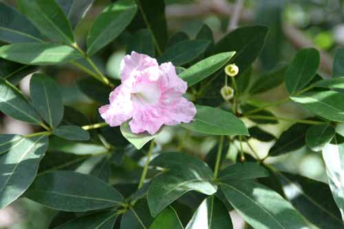 �^�x�u�C�A�E���Z�A�A�炭�₱�̉Ԋ�