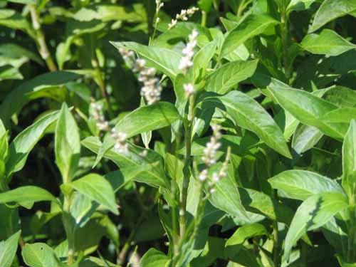 �^�f�A�C�A�炭�₱�̉Ԋ�