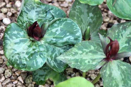 �^�C�����G�����C�\�E �炭�₱�̉Ԋ�