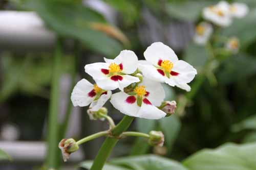 �^�C�����I���_�J�A�炭�₱�̉Ԋ�