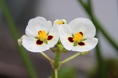 �^�C�����I���_�J�A�炭�₱�̉Ԋ�