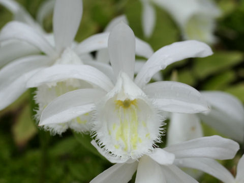 �^�C�����g�L�\�E�A�炭�₱�̉Ԋ�