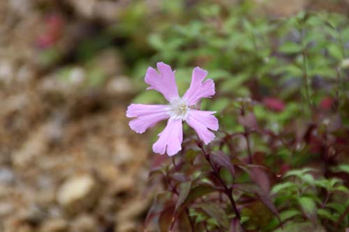 �^�J�l�r�����W�A�炭�₱�̉Ԋ�