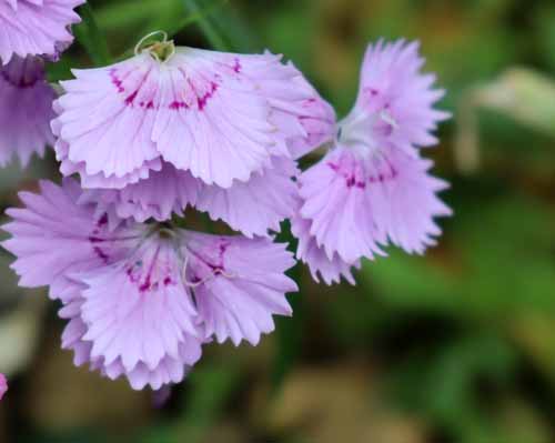 �^�J�l�r�����W�A�炭�₱�̉Ԋ�