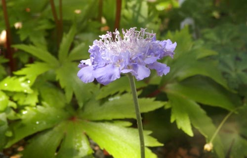 �^�J�l�}�c���V�\�E�A�炭�₱�̉Ԋ�