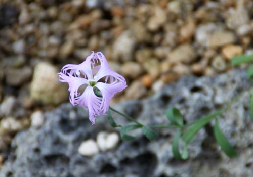 �^�J�l�i�f�V�R�A�炭�₱�̉Ԋ�