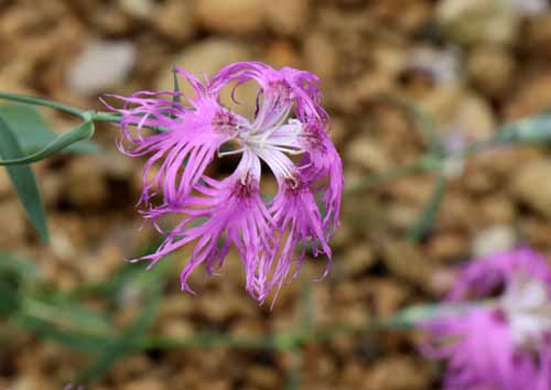 �^�J�l�i�f�V�R�A�炭�₱�̉Ԋ�