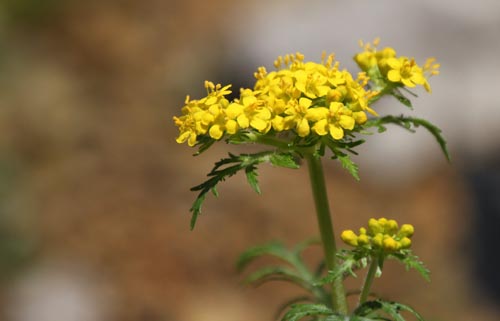 �^�J�l�I�~�i�G�V�A�炭�₱�̉Ԋ�