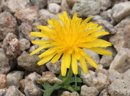 �^�J�l�^���|�|�A�炭�₱�̉Ԋ�