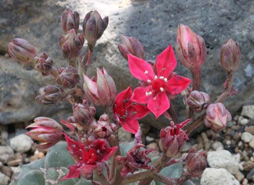 �^�L�c�X�E�x���X�A�炭�₱�̉Ԋ�