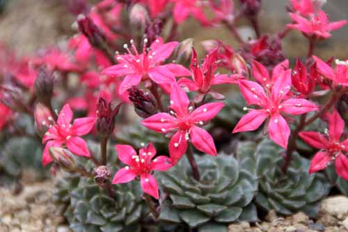 �^�L�c�X�E�x���X�A�炭�₱�̉Ԋ�