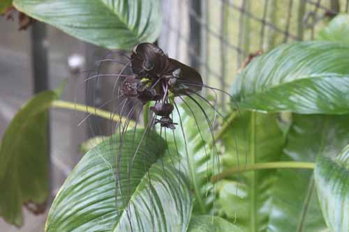 �^�b�J�E�V�����g���G���A�炭�₱�̉Ԋ�