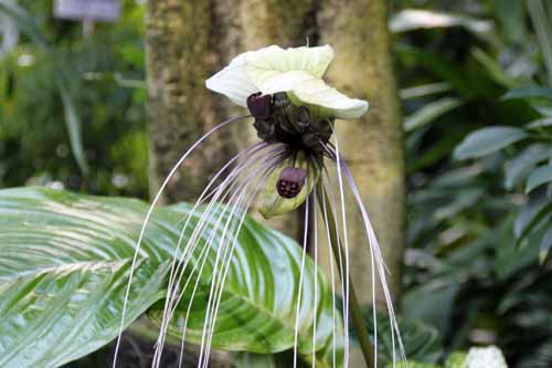 �^�b�J�E�C���e�O���t�H���A�A�炭�₱�̉Ԋ�