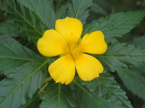 �^�[�l���E�E���~�t�H���A�A�炭�₱�̉Ԋ�