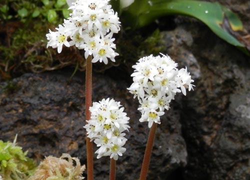 �^���`���E�\�E�A�炭�₱�̉Ԋ�