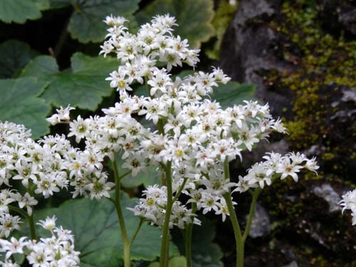 �^���`���E�\�E�A�炭�₱�̉Ԋ�