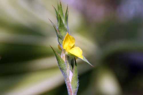 �^�k�L�A�����A�炭�₱�̉Ԋ�