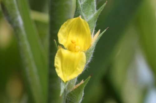 �^�k�L�A�����A�炭�₱�̉Ԋ�