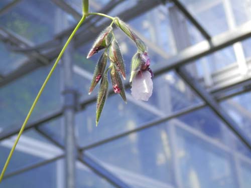 �^���A�E�Q�j�N���^�A�炭�₱�̉Ԋ�