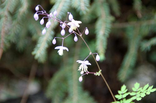 �^���N�g�����E�f�B�u�e���J���v���A�炭�₱�̉ԊقŎB�e