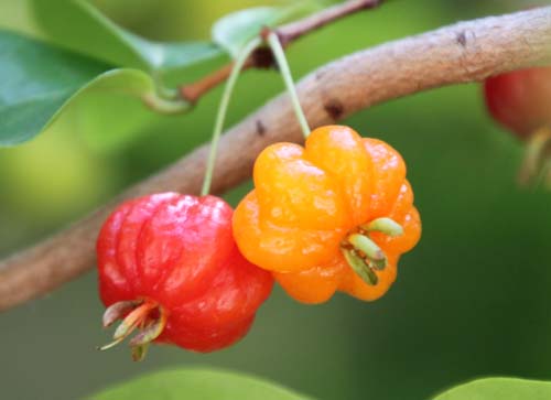 �^�`�o�i�A�f�N�i�ʖ��s�^���K�j�A�炭�₱�̉Ԋ�