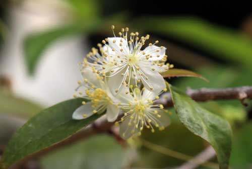 �^�`�o�i�A�f�N�i�ʖ��s�^���K�j�A�炭�₱�̉Ԋ�