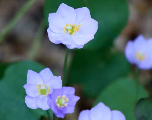 �^�c�^�\�E�A�炭�₱�̉Ԋ�