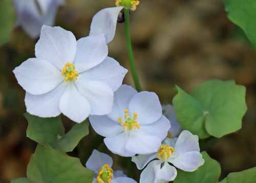 �^�c�^�\�E�A�炭�₱�̉Ԋ�