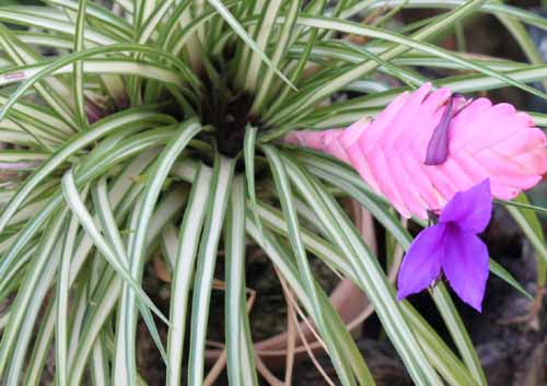 �e�B�����W�A�A�炭�₱�̉Ԋ�